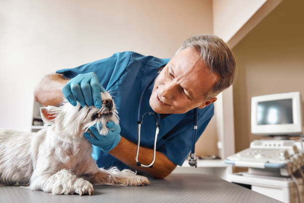 Best Chipped Tooth Repair Near Me  in Marquette, MI